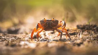 Woman Eats Live Crabs: Internet Left In Disgust Wants To ‘Unsee’ Viral Video | WATCH